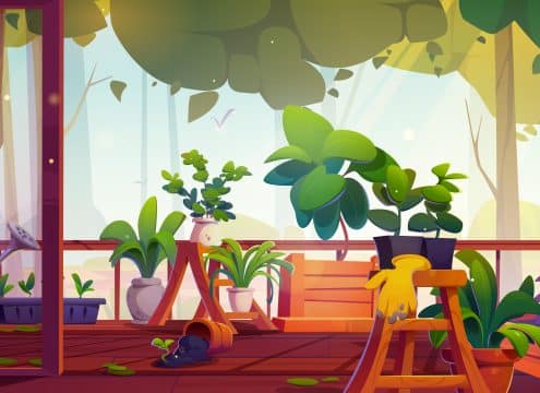 Houseplants for Low Light