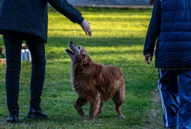 Top Pet Gadgets of 2024: Make Life Easier for You & Your Pet