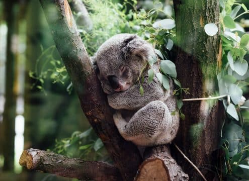 Sleep Better Tonight