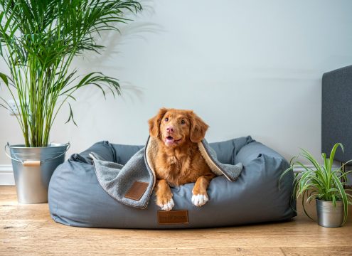 Pet care 101