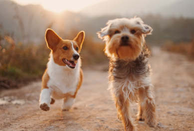 Pet-friendly vacation spots