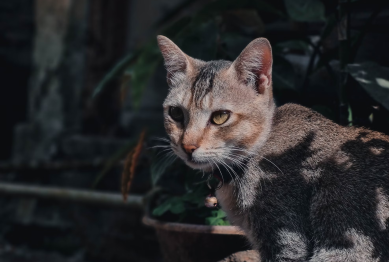 Pet Photography Tips