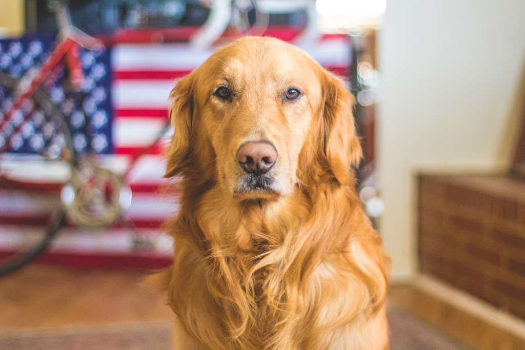 Pet Training 101: Teach Your Dog Basic Commands Fast