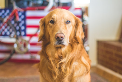 Pet Training 101: Teach Your Dog Basic Commands Fast