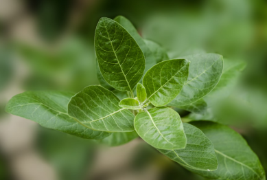 Power of Herbs Remedies