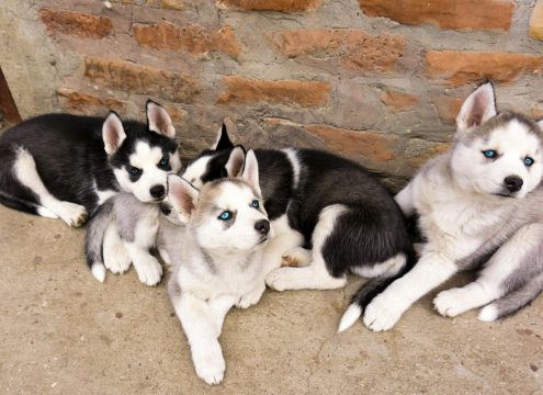 Finding the perfect furry friend