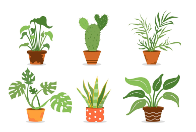 Best Indoor Plants